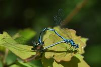 Coenagrion puella