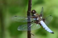 Libellula depressa