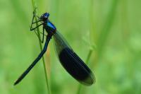 Calopteryx splendens