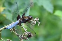 Libellula depressa
