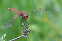 Sympetrum fonscolombii