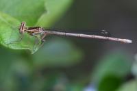 Platycnemis pennipes
