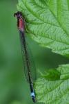 Ischnura elegans
