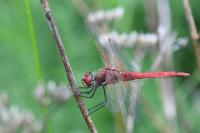 Sympetrum fonscolombii