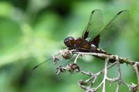 Libellula depressa