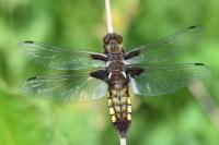 Libellula depressa