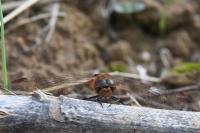 Sympetrum striolatum