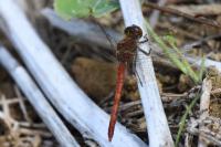 Sympetrum striolatum