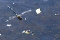 Aeshna mixta