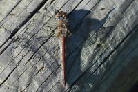 Sympetrum striolatum