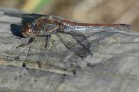 Sympetrum striolatum