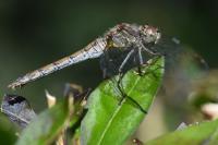 Sympetrum striolatum