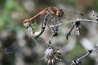 Sympetrum striolatum