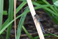 Aeshna mixta