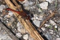 Sympetrum sanguineum