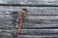 Sympetrum striolatum