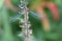 Chalcolestes viridis