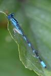 Enallagma cyathigerum