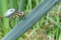 Aeshna mixta
