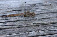 Sympetrum striolatum