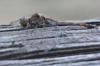 Sympetrum striolatum