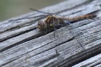 Sympetrum striolatum