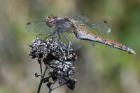 Sympetrum striolatum