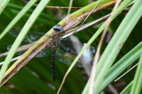 Aeshna mixta