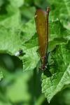 Calopteryx virgo