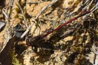 Pyrrhosoma nymphula