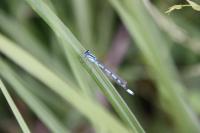 Enallagma cyathigerum