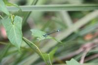 Ischnura elegans
