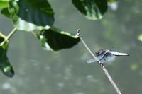Libellula depressa