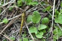 Orthetrum cancellatum
