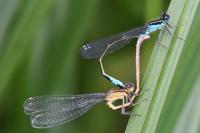 Ischnura elegans