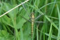 Orthetrum cancellatum