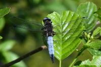 Libellula fulva