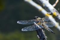 Libellula quadrimaculata