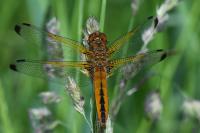 Libellula fulva