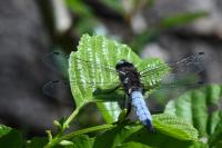 Libellula fulva