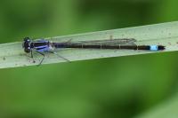 Ischnura elegans