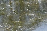 Anax imperator