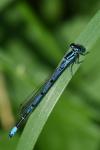 Coenagrion puella