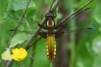 Libellula depressa