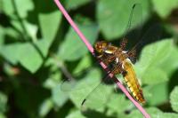 Libellula depressa