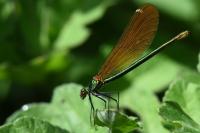 Calopteryx virgo