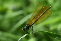 Calopteryx virgo