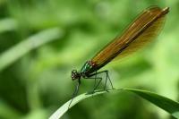 Calopteryx virgo