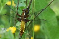 Libellula depressa