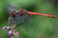 Sympetrum sanguineum